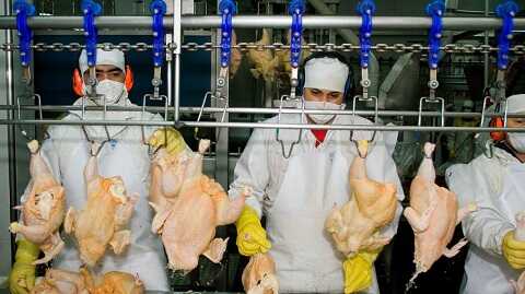 Se reanudan las exportaciones de harina de ave y otros subproductos aviares a Vietnam