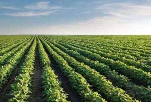 Soja: la presión de cosecha se intensifica en medio de la tensión en Medio Oriente y un escenario global incierto