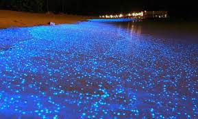 Alucinante fenómeno natural que iluminó de azul una playa de Australia