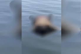 Encontraron un cuerpo flotando en la laguna al lado de la subida de la autopista Buenos Aires-La Plata