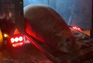 Rescate y liberación de un elefante marino en Ensenada