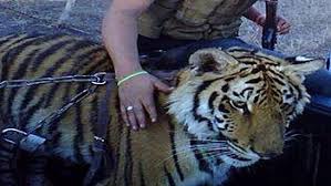 Rescatan a tigre de bengala y aseguran armas y droga en inmueble cerca de la Feria Ganadera de Sinaloa