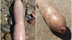 Impacto en Chubut por la aparición de «peces pene» tras la ciclogénesis