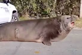 Un elefante marino que cortó el tránsito por horas en Ensenada