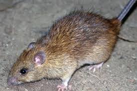 Un brote de hantavirus en un crucero revive temores de contagio interpersonal y reactiva el recuerdo del Covid-19