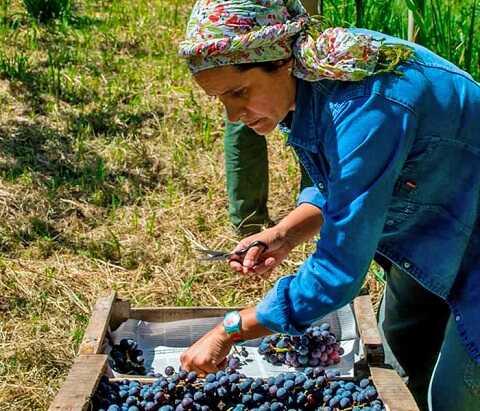 Enoturismo y Oleoturismo: eventos de Junio