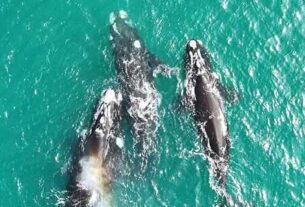 Cuando el mar respira cerca, ballenas en las costas bonaerenses