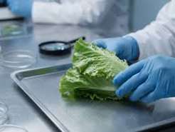 Ciclosporiasis, la infección intestinal vinculada a la lechuga contaminada
