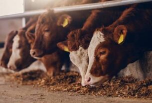 Polémica entre el Gobierno y productores de carne por una iniciativa de Sturzenegger
