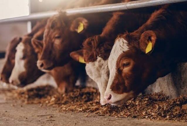 Polémica entre el Gobierno y productores de carne por una iniciativa de Sturzenegger