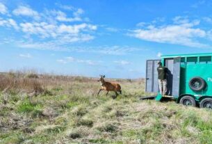 El ciervo de los pantanos rescatado en Zárate volvió a su hábitat natural