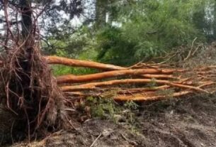 Reino Unido: condenaron a prisión a un granjero por talar 71 árboles para hacer un camino para sus caballos