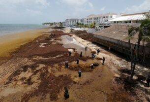 La NASA alerta sobre el cinturón de sargazo en el Atlántico