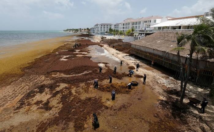 La NASA alerta sobre el cinturón de sargazo en el Atlántico