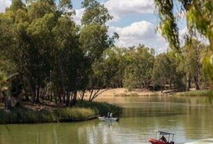 Devolvieron 4.450 troncos de árboles al río y lograron restaurar el hábitat de un pez en peligro en australia