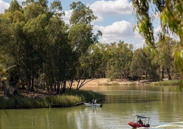 Devolvieron 4.450 troncos de árboles al río y lograron restaurar el hábitat de un pez en peligro en australia