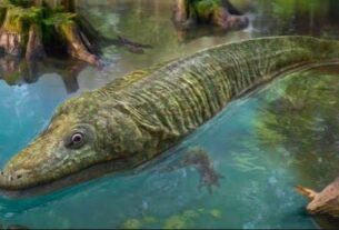 Empezaron a reconstruir el esqueleto fosilizado de un mastodonsaurus que data de hace 240 millones de años