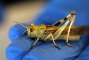 Científicos de la UNLP crearon un mapa mundial de saltamontes, langostas y grillos