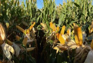 El mercado de granos espera al USDA mientras el trigo argentino podría superar los 20 millones de toneladas