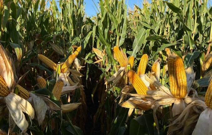 El mercado de granos espera al USDA mientras el trigo argentino podría superar los 20 millones de toneladas
