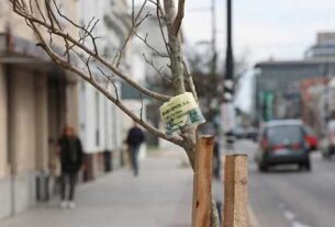 Sigue forestando en los barrios